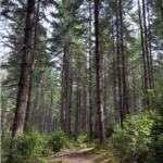 pacific northwest forest vashon island