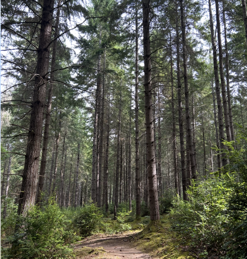 pacific northwest forest